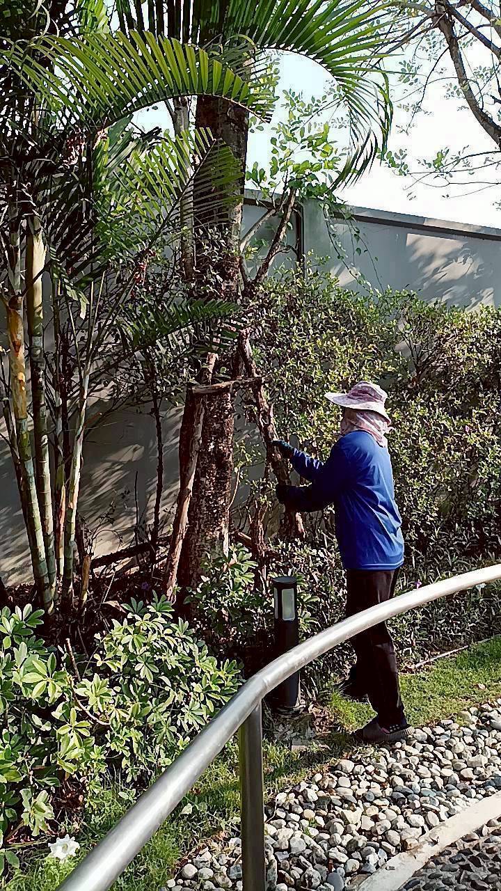 tree cutting